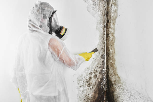 Best Commercial Mold Removal  in Deerfield, MI