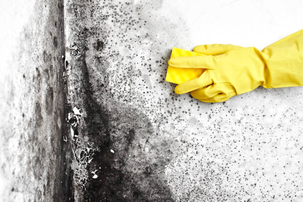 Professional Mold Removal in Deerfield, MI