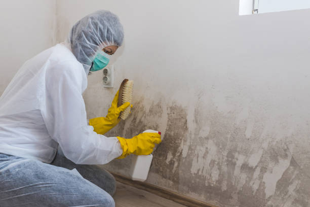 Best Attic Mold Removal  in Deerfield, MI