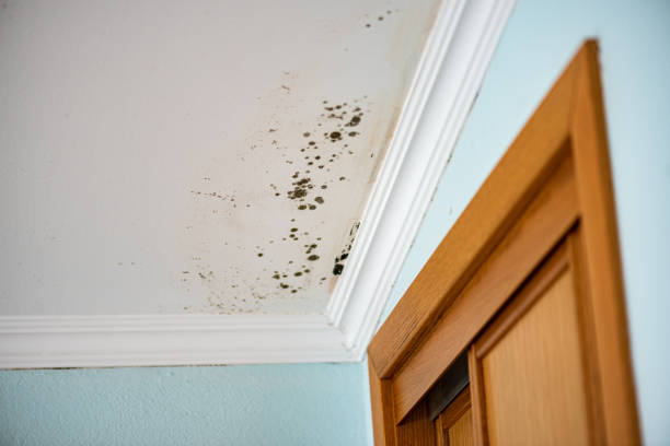 Attic Mold Removal in Deerfield, MI