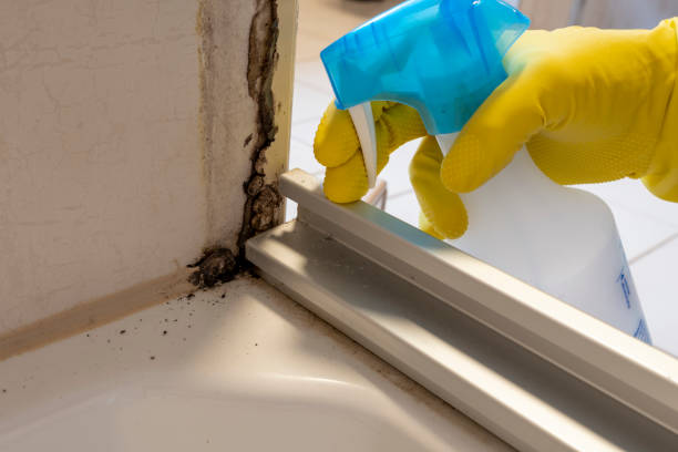 Best Mold Removal Specialists  in Deerfield, MI