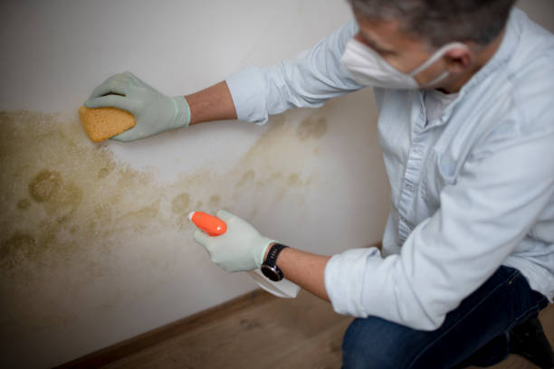 Best Professional Mold Removal  in Deerfield, MI