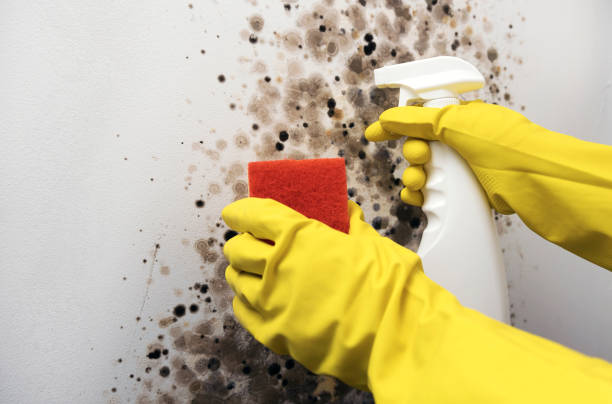 Best Mold Removal Company Near Me  in Deerfield, MI