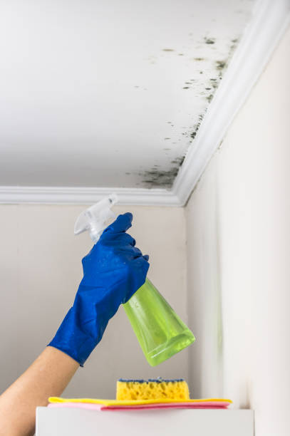 Best Mold Damage Repair  in Deerfield, MI