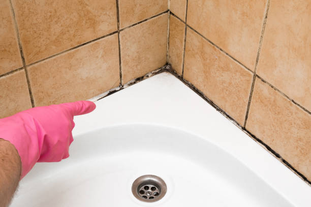 Best Best Mold Removal Companies  in Deerfield, MI